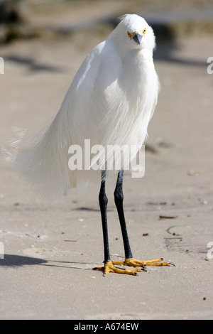Snowy Egret in breeding plumage front side view Stock Photo