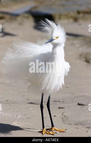 Snowy Egret in breeding plumage looking left Stock Photo