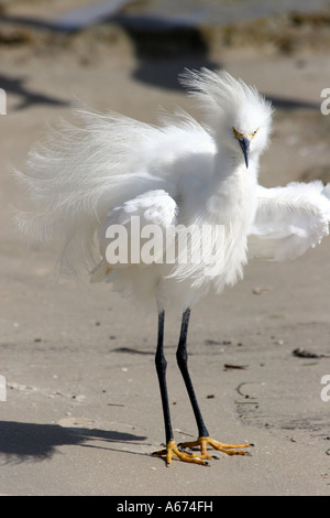 Snowy Egret with courtship plumage Stock Photo