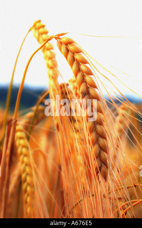 barley crop close up Stock Photo