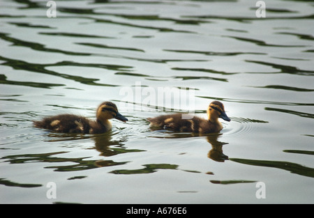 ducklings swimming Stock Photo