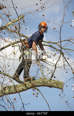 feller above working tree street overhanging level cut branches alamy similar