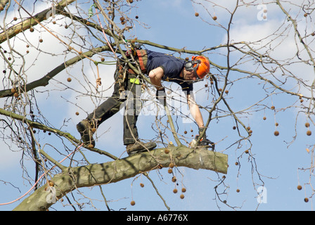 Arborist tree surgeon contractor wearing ear defenders safety helmet working high above street level cut back overhanging branches London England UK Stock Photo