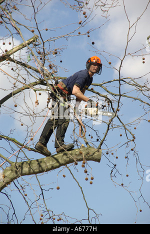 Tree feller working high above street level to cut overhanging branches Stock Photo