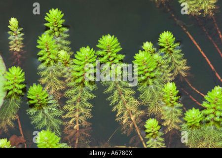 Red stemmed parrot's feather, Myriophyllum brasiliensis. Stock Photo