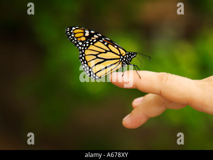 Monarch butterfly on woman's hand