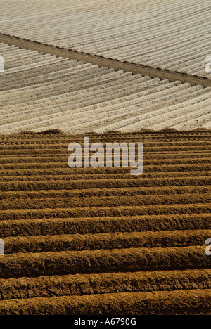 ploughed furrows in field, norfolk, england Stock Photo