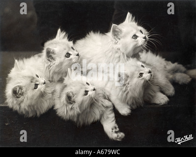 Fall Chinchilla Kittens Stock Photo