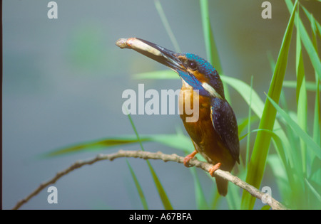 Male Kingfisher with Minnow classic portrait Stock Photo