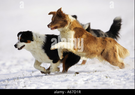 two Australian Shepherd dogs -  running through snow Stock Photo