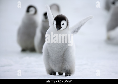 emperor penguin - cub / Aptenodytes forsteri Stock Photo