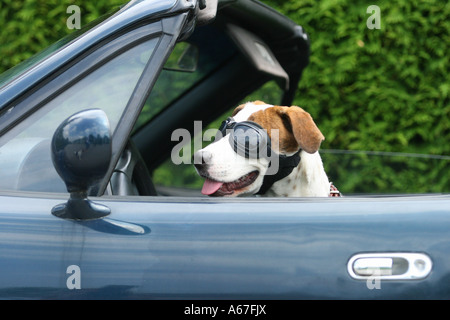 Jack Russell Terrier with sunglasses in car Stock Photo