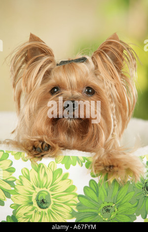 Yorkshire Terrier in dog basket Stock Photo