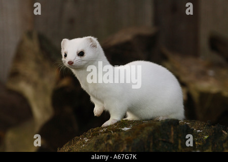 stoat - sitting lateral / Mustela erminea Stock Photo