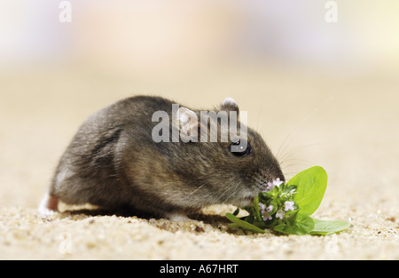 Dzhungarian Dwarf Hamster - munching / Phodopus sungorus Stock Photo