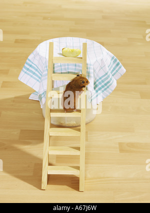 golden hamster on a hamster trap / Mesocricetus auratus Stock Photo