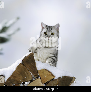 British Shorthair cat on stack of logs Stock Photo
