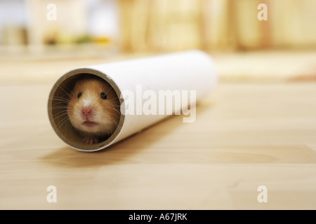 Golden hamster (Mesocricetus auratus) in kitchen roll Stock Photo