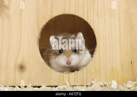 U qolini uxlab yotgan xotinining mushukiga tiqdi Jozibali va jozibali kelinlar