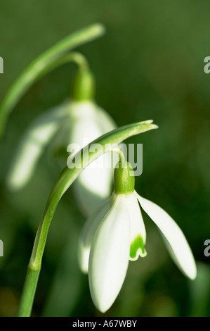 Snowdrop Galanthus Nivalis in spring Stock Photo