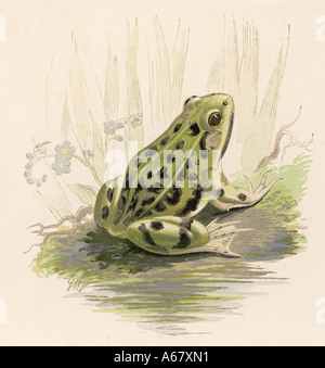 Edible Frog 19c Stock Photo