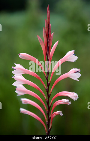 Close up of Peach pink flowering Knysna Watsonia Flower Stock Photo