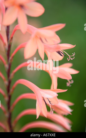 Peach pink flowering Knysna Watsonia Flower Stock Photo