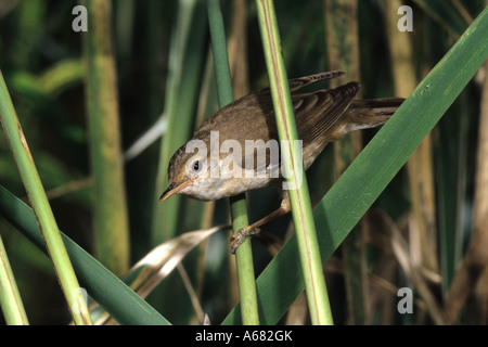 Reed warbler (Acrocephalus scirpaceus) Stock Photo