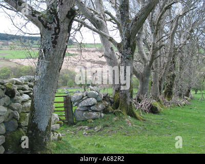 row of trees in Wicklow Mountains near Dublin Ireland Stock Photo