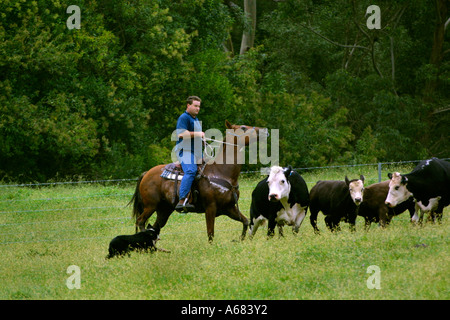 A rider on an Australia Quarter horse rounds up Cattle in Kangaroo valley Australia Stock Photo