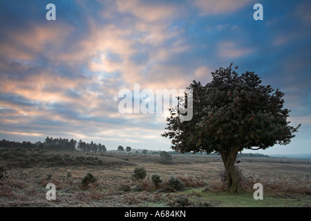 Hoar frost on a holly tree during winter in the New Forest National Park Stock Photo