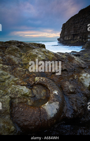 Huge fossilized ammonite embedded in the rocks at Winspit near Worth Matravers, Dorset Stock Photo