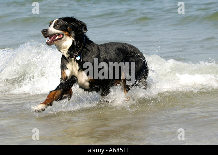 Bernese Mountain Dog (Canis lupus familiaris) running from the sea Stock Photo