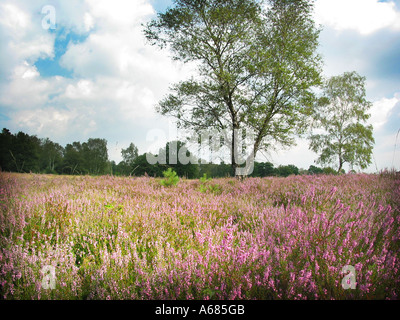 purple heather in National Park Meinweg Herkenbosch Limburg Netherlands with prominent tree Stock Photo