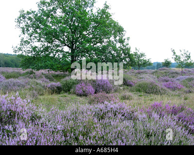 purple heather in National Park Meinweg Herkenbosch Limburg Netherlands with prominent tree Stock Photo
