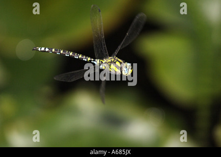 Southern Hawker, Blue Darner (Aeshna cyanea) in flight Stock Photo