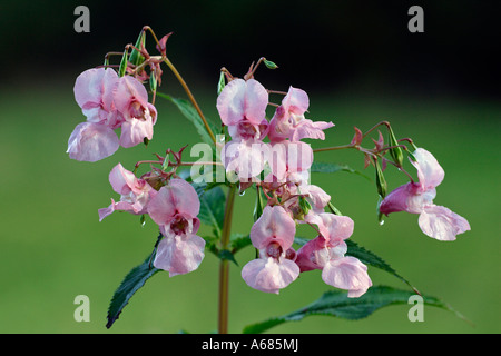 Himalayan Balsam (Impatiens glandulifera), flowering Himalayan Balsam (Impatiens glandulifera), flowering