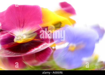red and blue blurred pansy violets, digital manipulation Stock Photo