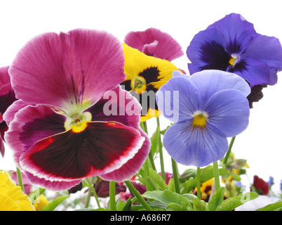 red and blue pansy violets Stock Photo