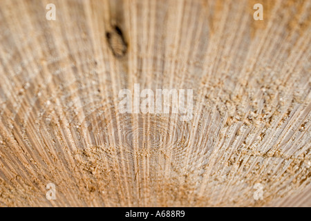 Close-up of saw marks and annual rings at the end of a felled tree Stock Photo