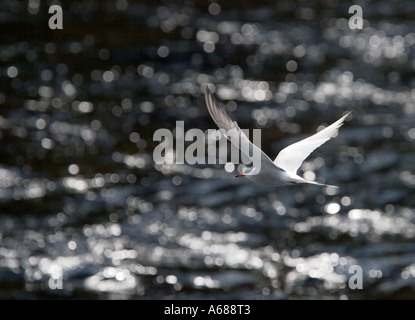 One adult common tern ( Sterna hirundo ) flying by , Finland Stock Photo