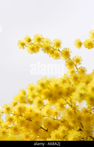 Hairy wattle flowers Stock Photo