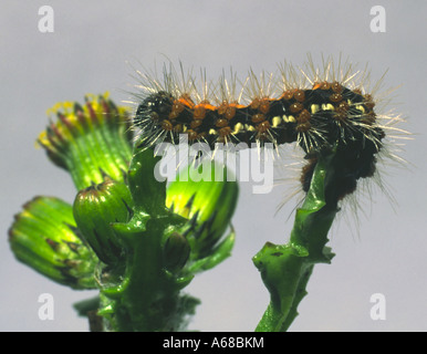 Jersey Tiger Moth caterpillar Stock Photo