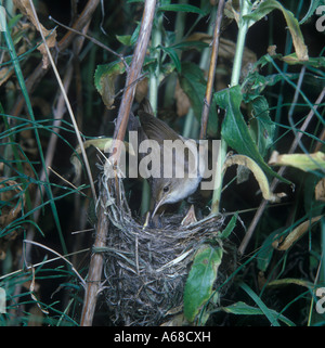 Marsh Warbler Acrocephalus palustris at nest Stock Photo