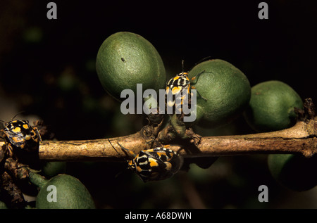 Coffee bug Antestia species feeding on immature green coffee berries, Lyamungu, Kilimanjaro Region, Tanzania Stock Photo