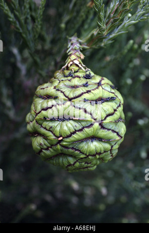 Wellingtonia (Sequoiadendron giganteum), cone Stock Photo