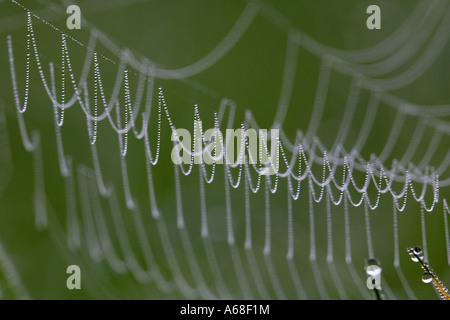 Spiders web of Cross Orbweaver, European Garden Spider, Cross Spider (Araneus diadematus) covered with dew Stock Photo