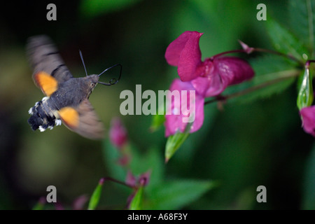 Hummingbird Hawkmoth (Macroglossum stellatarum) approaching Himalayan Balsam flower (Impatiens glandulifera)