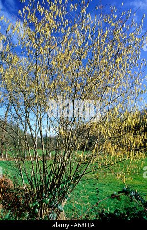 Common Hazel (Corylus avellana) flowering in Spring. The abundant catkins are the male flowers. Stock Photo
