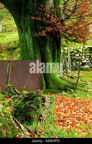 Fagus sylvatica, Beech, wood with old trees and seedlings Stock Photo -  Alamy